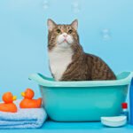 gato baño