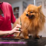 perro peluqueria