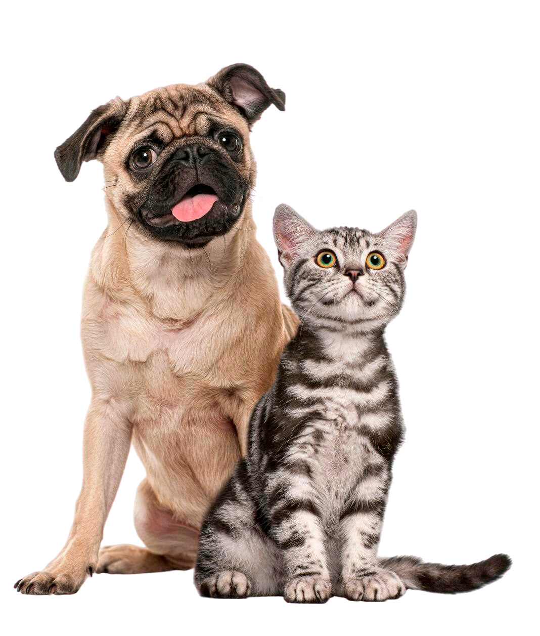 perro-pug-gatito